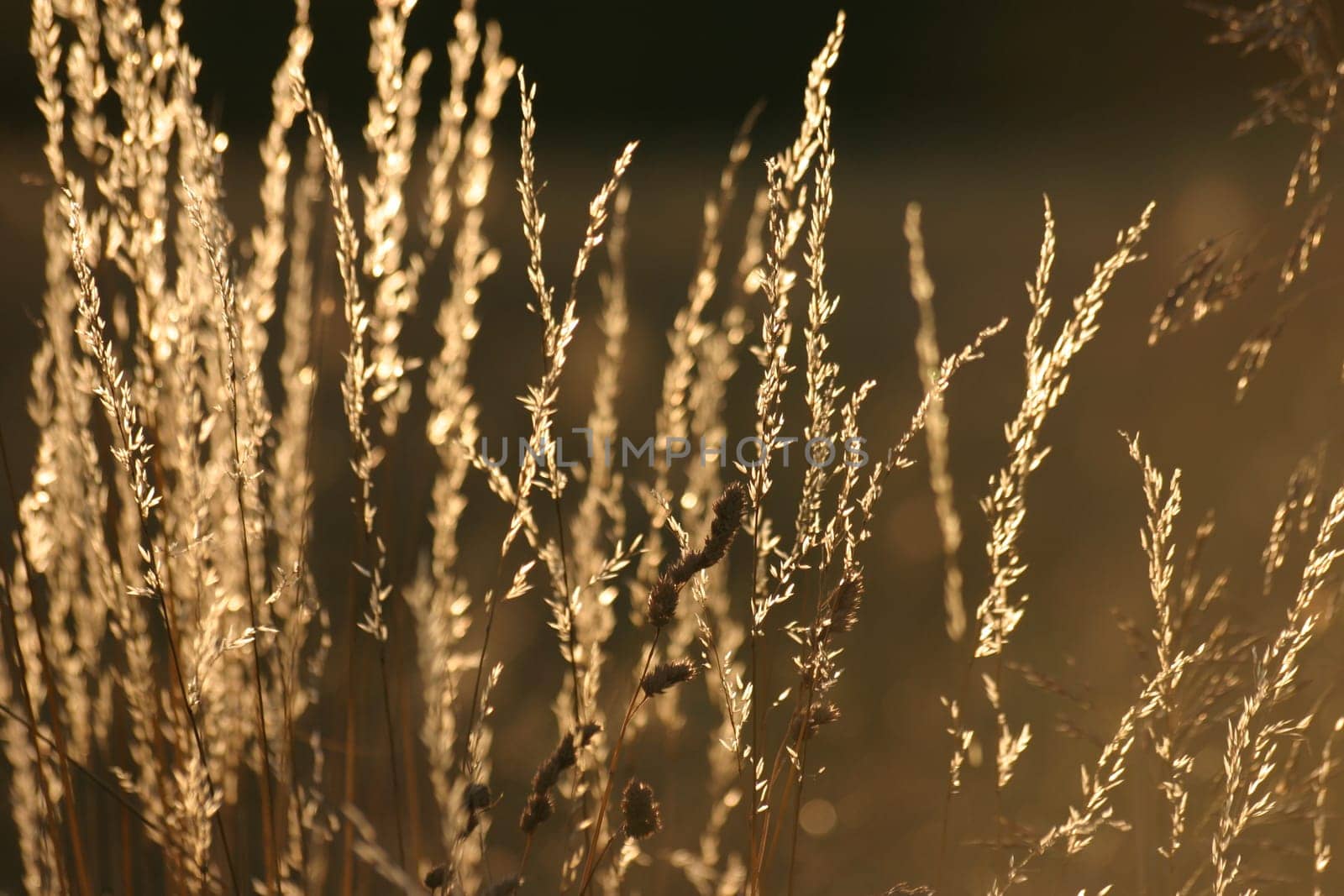 Goldgrass