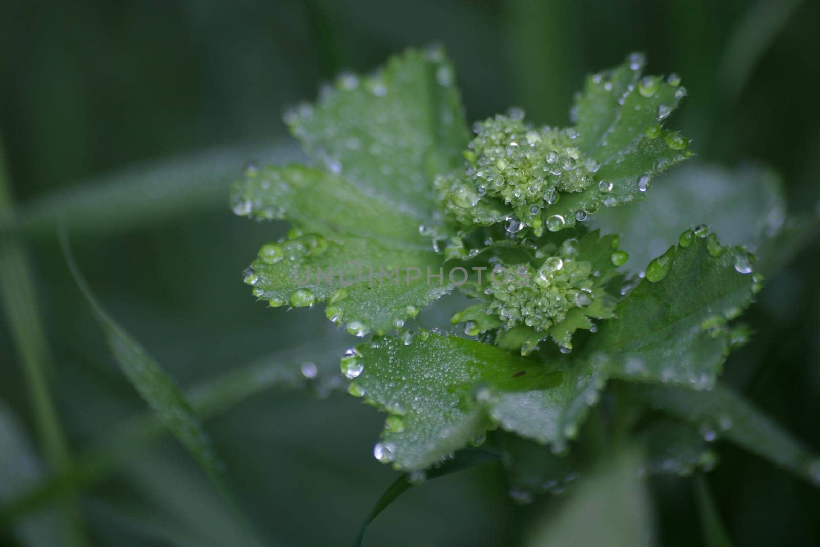Droplet Plant