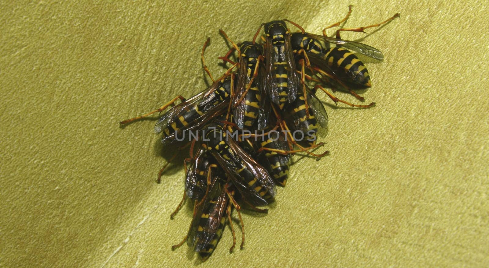 While preparing for hibernation,I caught them on the top edge of my window frame. If only I had had a macro lens now. wow.... is yet to come!