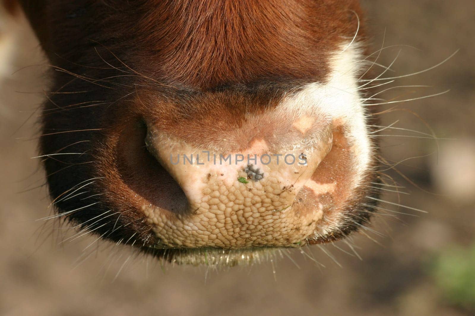 Cow's mouth