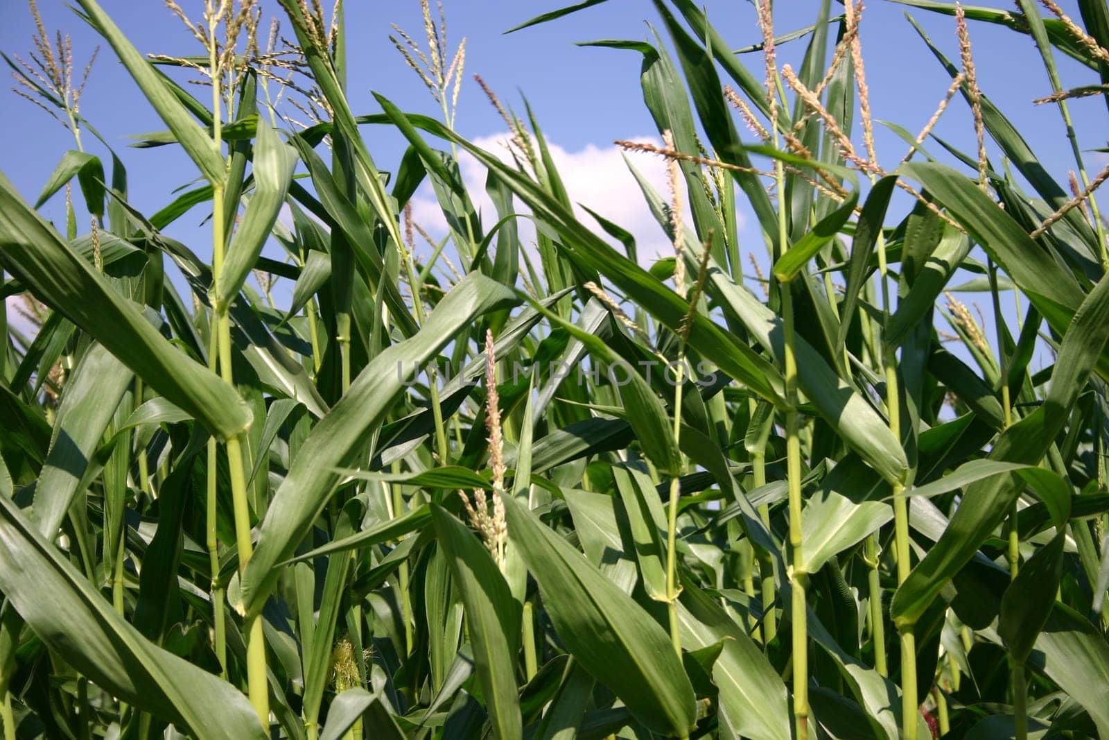 Cornfield