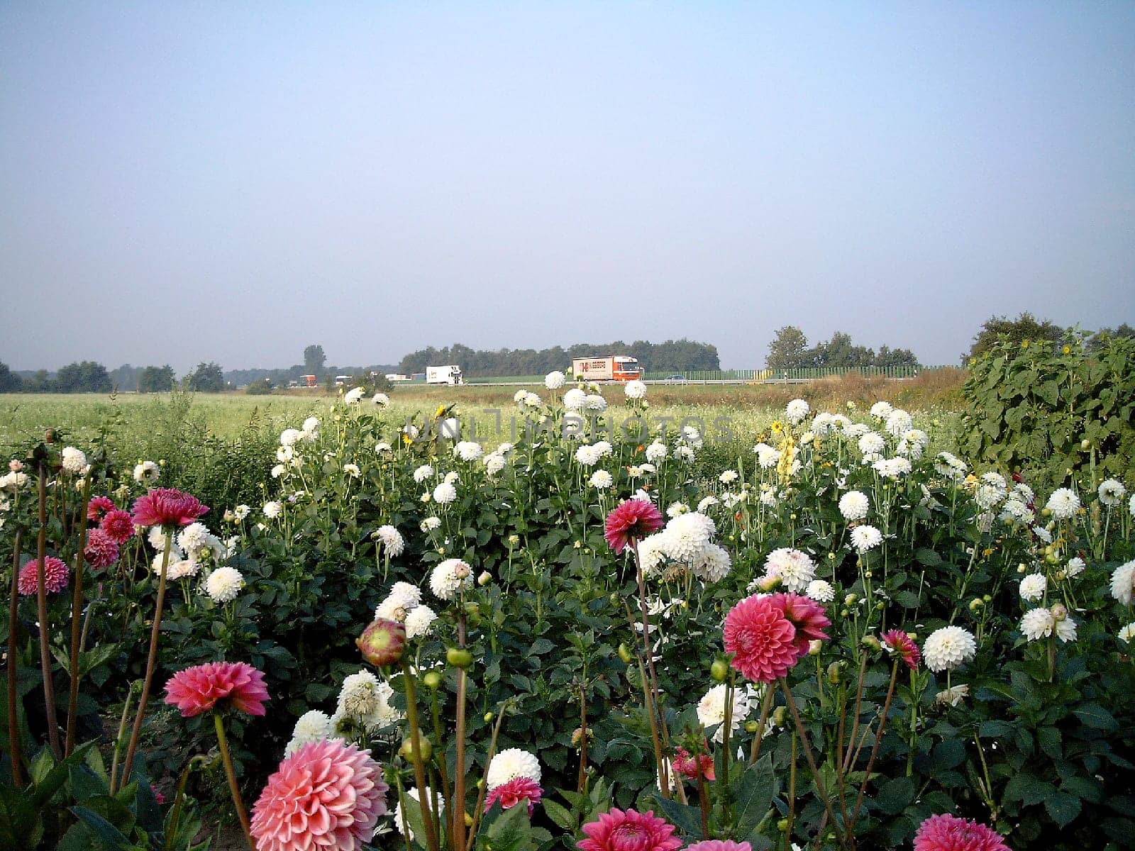 Dahlia field (lat. dahlia) on the A1