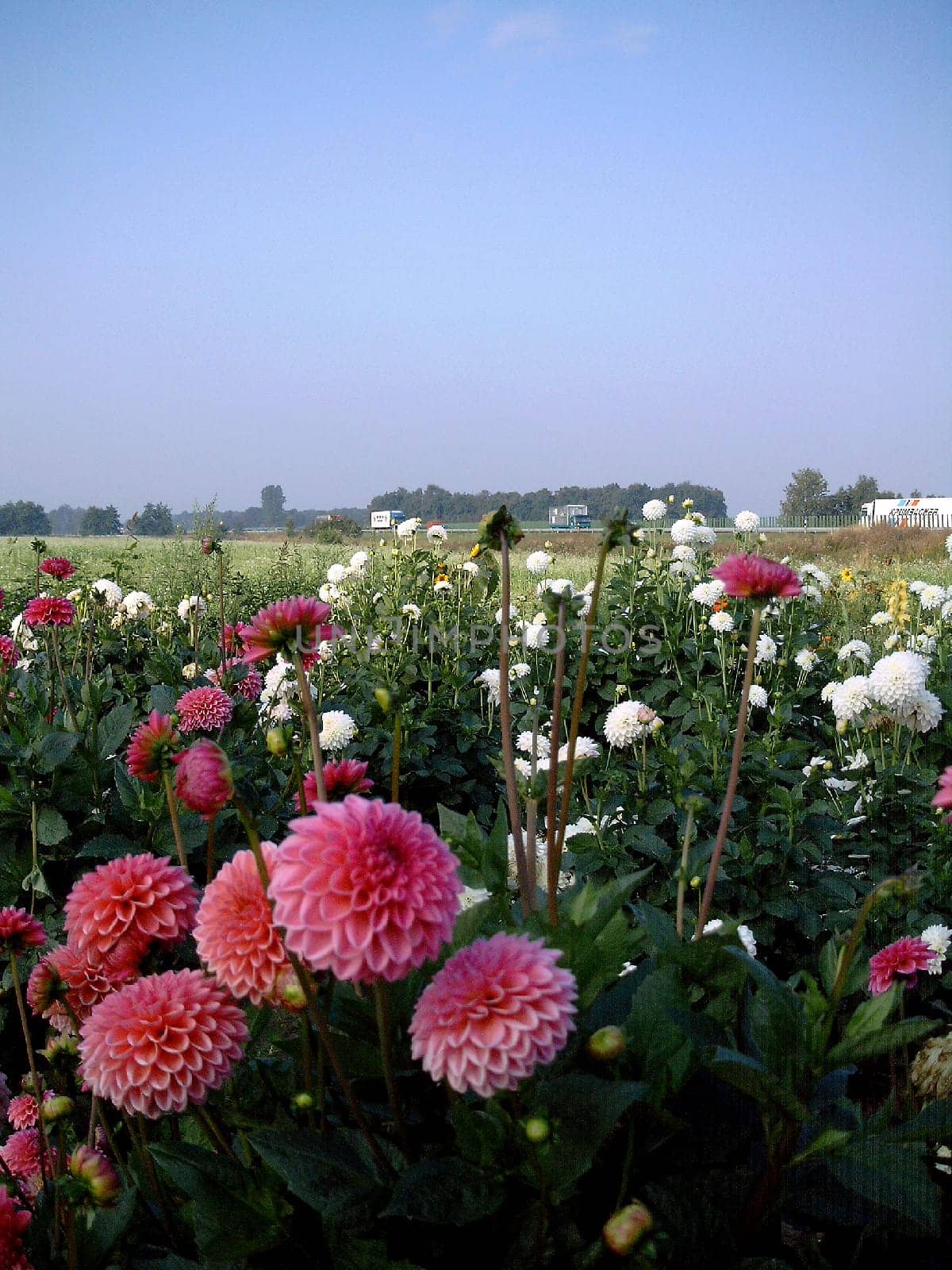 Dahlia field (lat. dahlia) on the A1
