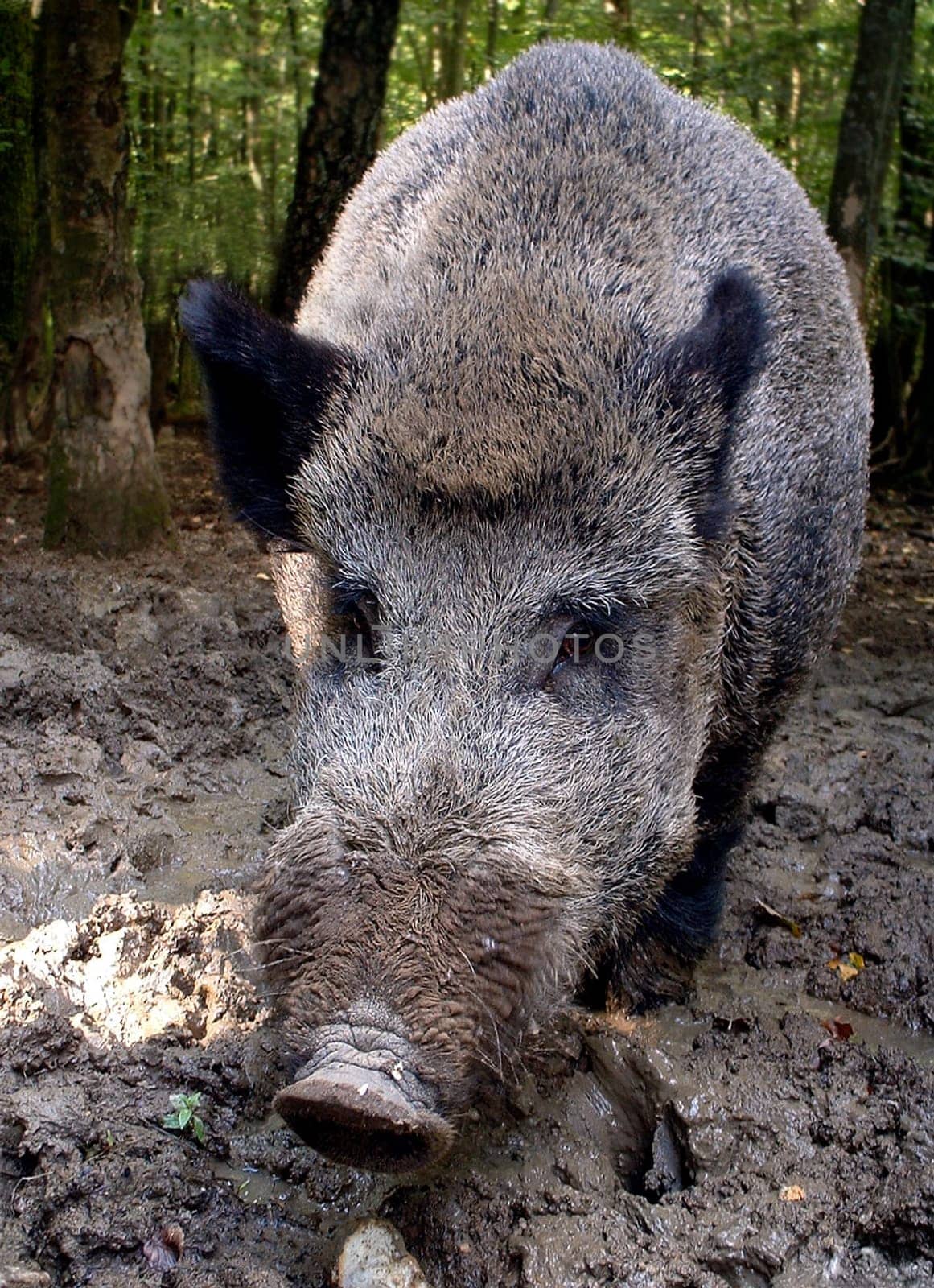 A 280-kilo wild boar in the wildlife park of Wiehl (about 40km from Cologne). I would like to thank Mr. Barf from the Wiehl Wildlife Park for all the information and for letting me get so close to the animal.