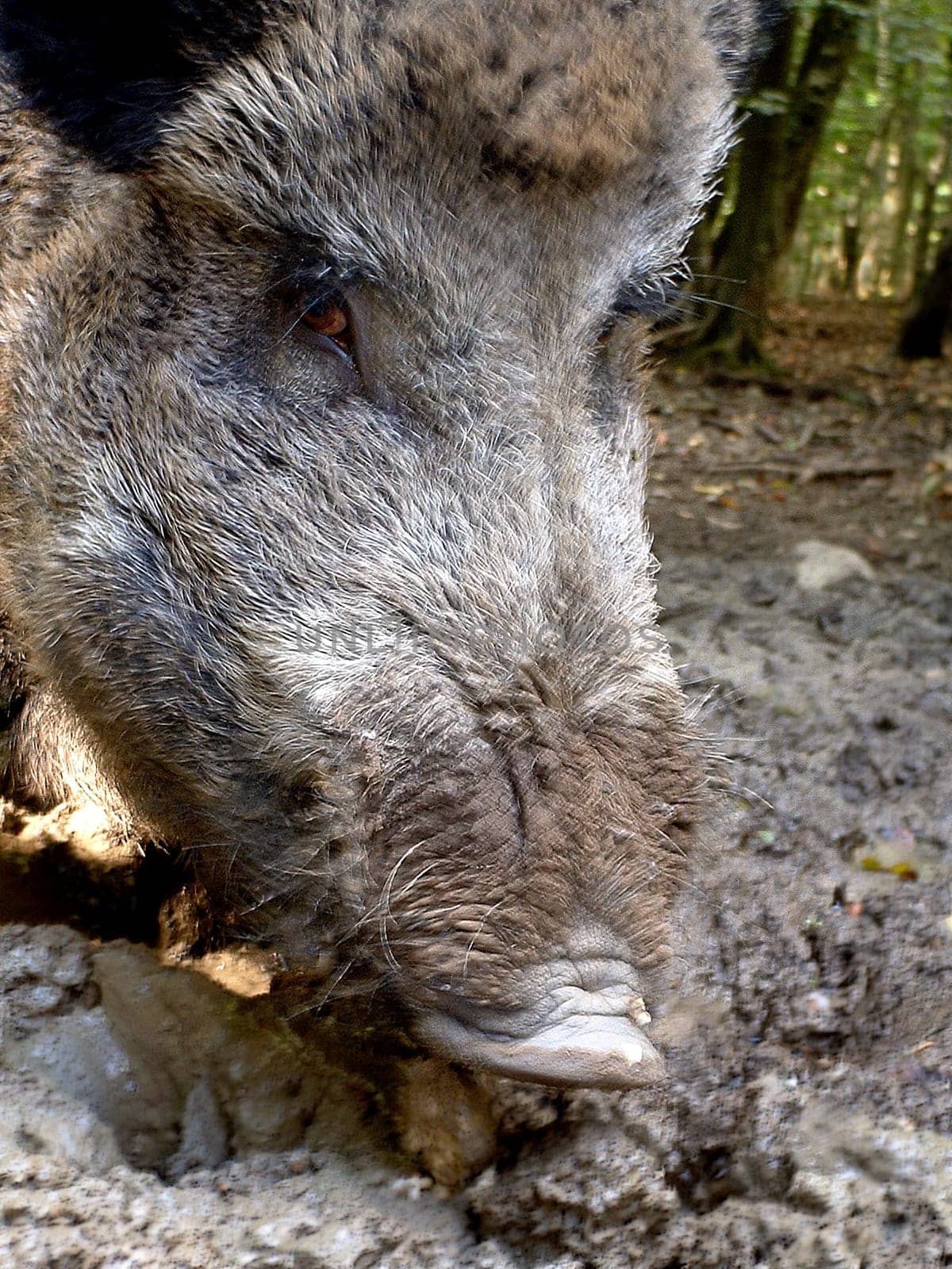 A 280-kilo wild boar in the wildlife park of Wiehl (about 40km from Cologne). I would like to thank Mr. Barf from the Wiehl Wildlife Park for all the information and for letting me get so close to the animal.