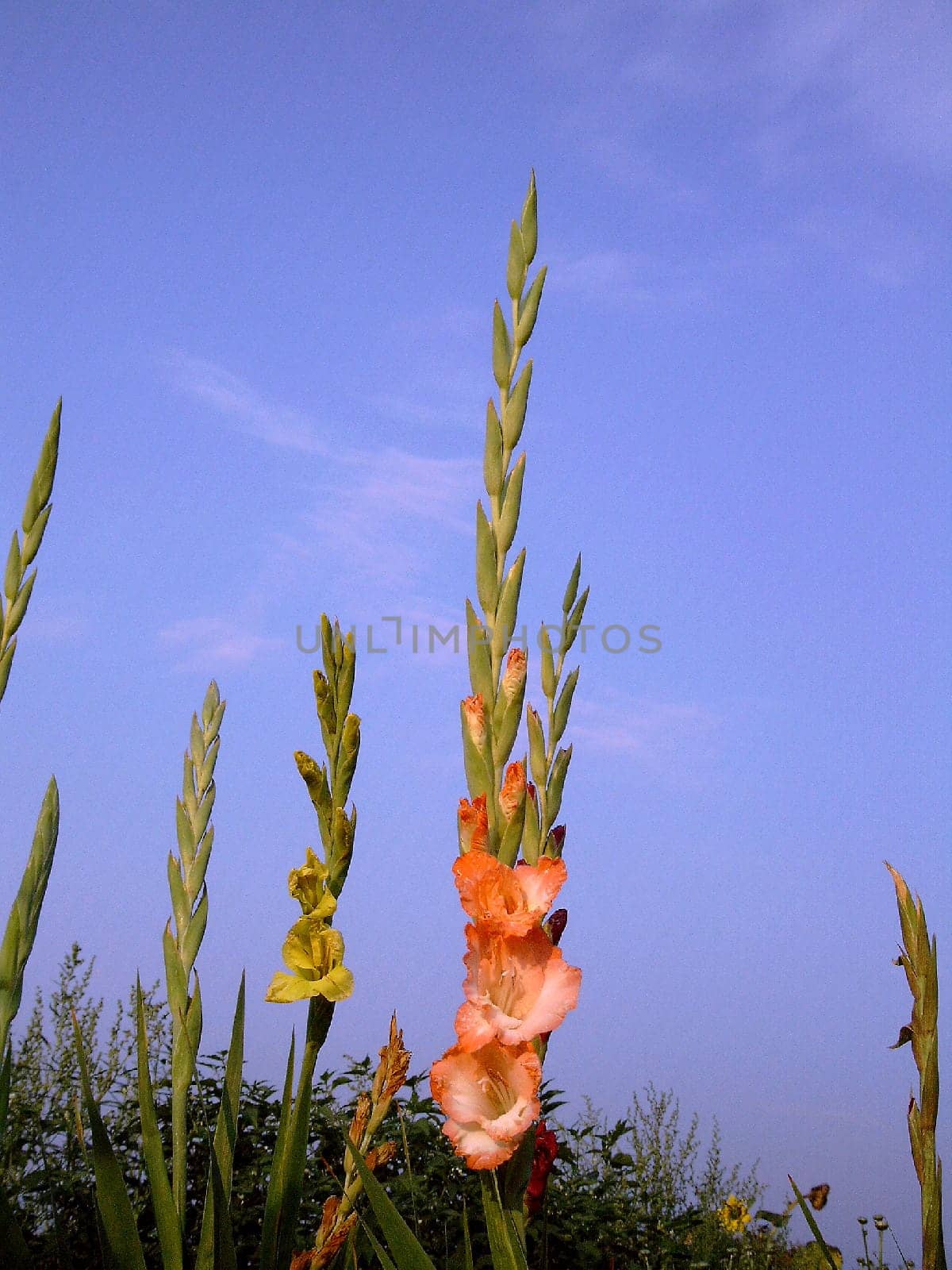 Gladiolus (lat. Gladiolus) Sword flower