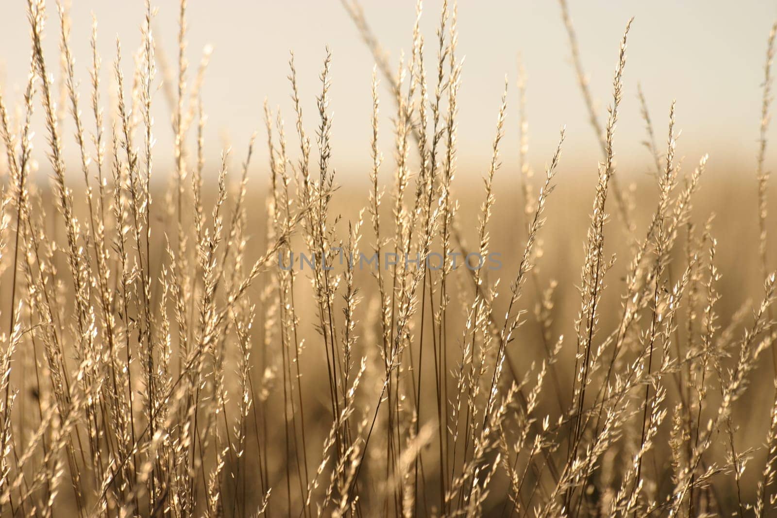 Grasses in the backlight