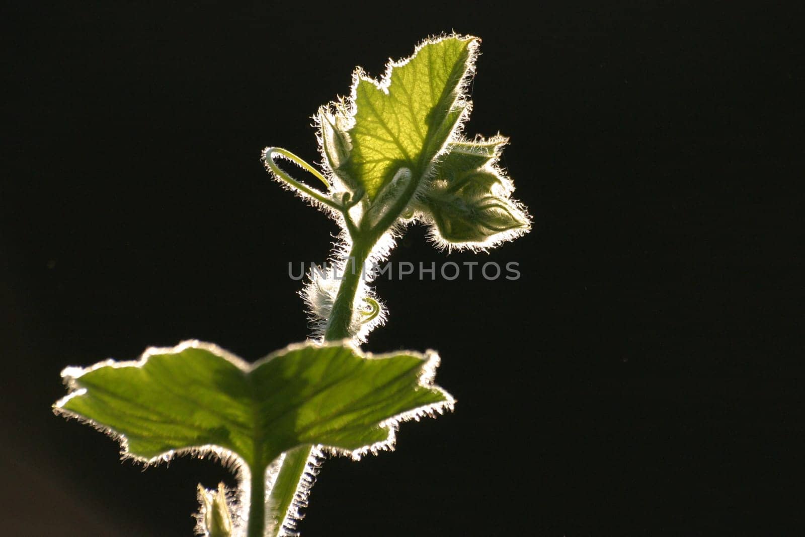 Pumpkin tendril
