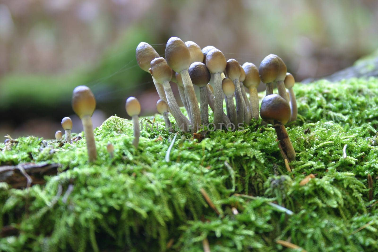 Mushroom Assembly