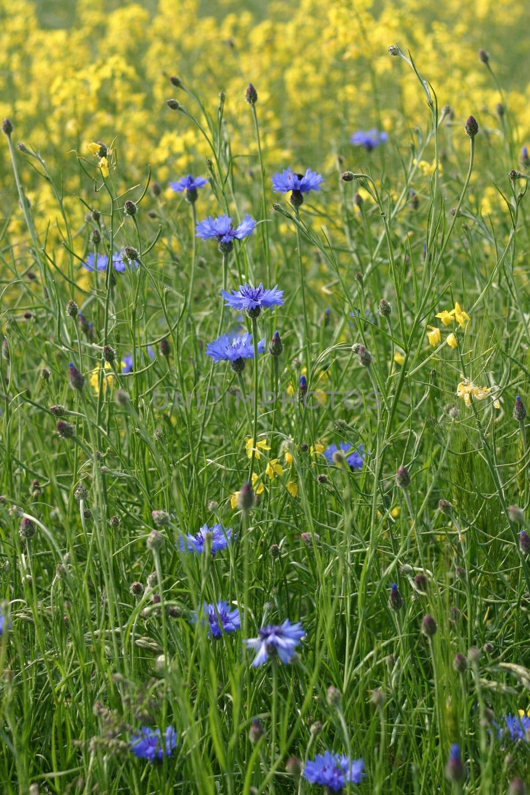 Blue in yellow