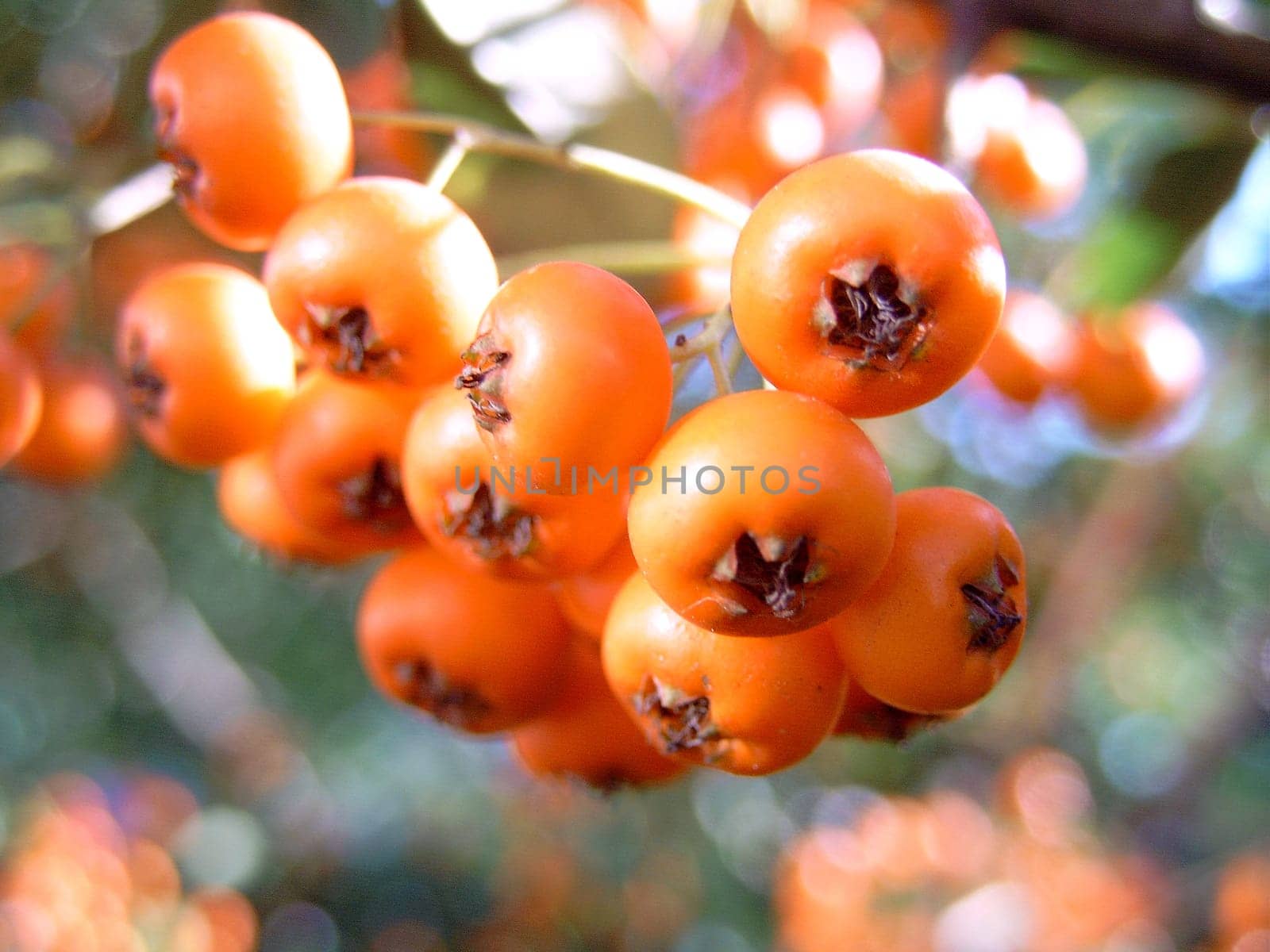 The berries are often eaten by birds,and with their droppings the seeds are widely spread. Although they are non-toxic to humans,they are inedible when raw. They contain a lot of vitamin C (up to 100 mg per 100 grams of berries),provitamin A and sorbitol