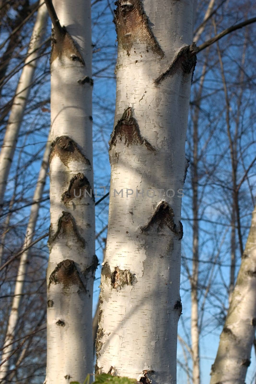 Birch trunks 01