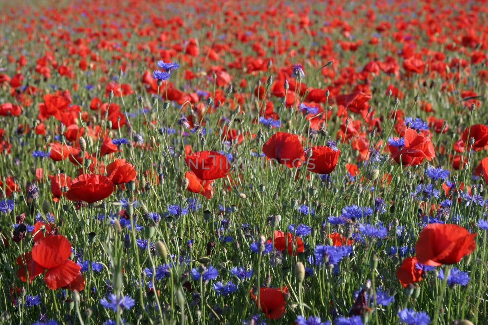 Poppies with cornflowers 2