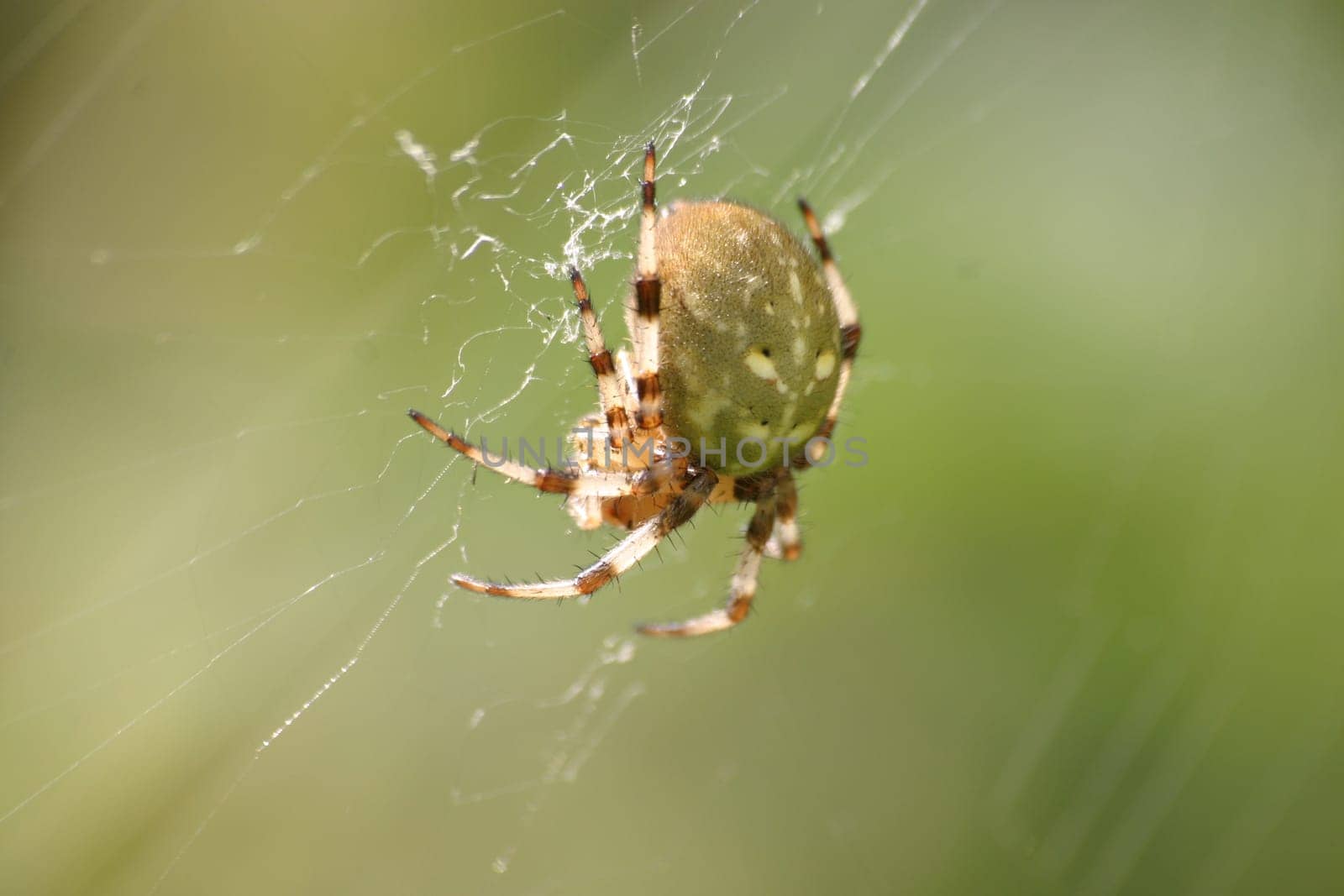 Thick cross spider