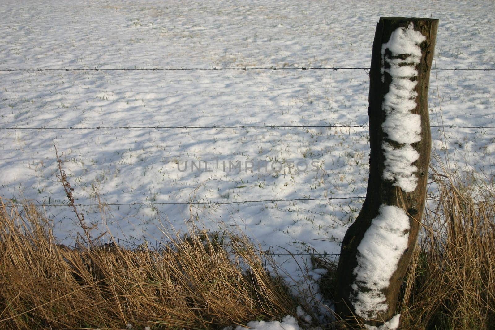 Fence in winter