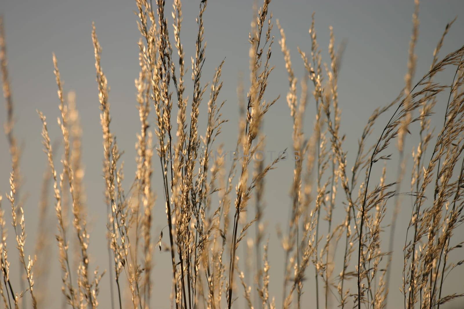 Golden grass