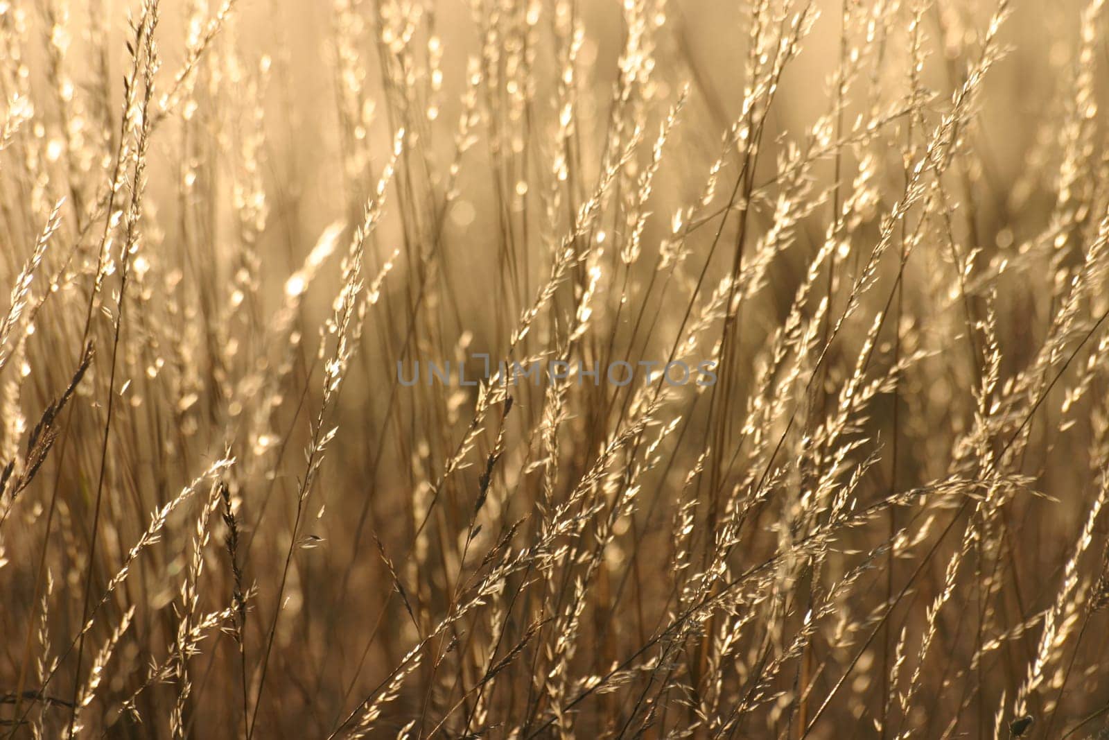 Meadow Gold