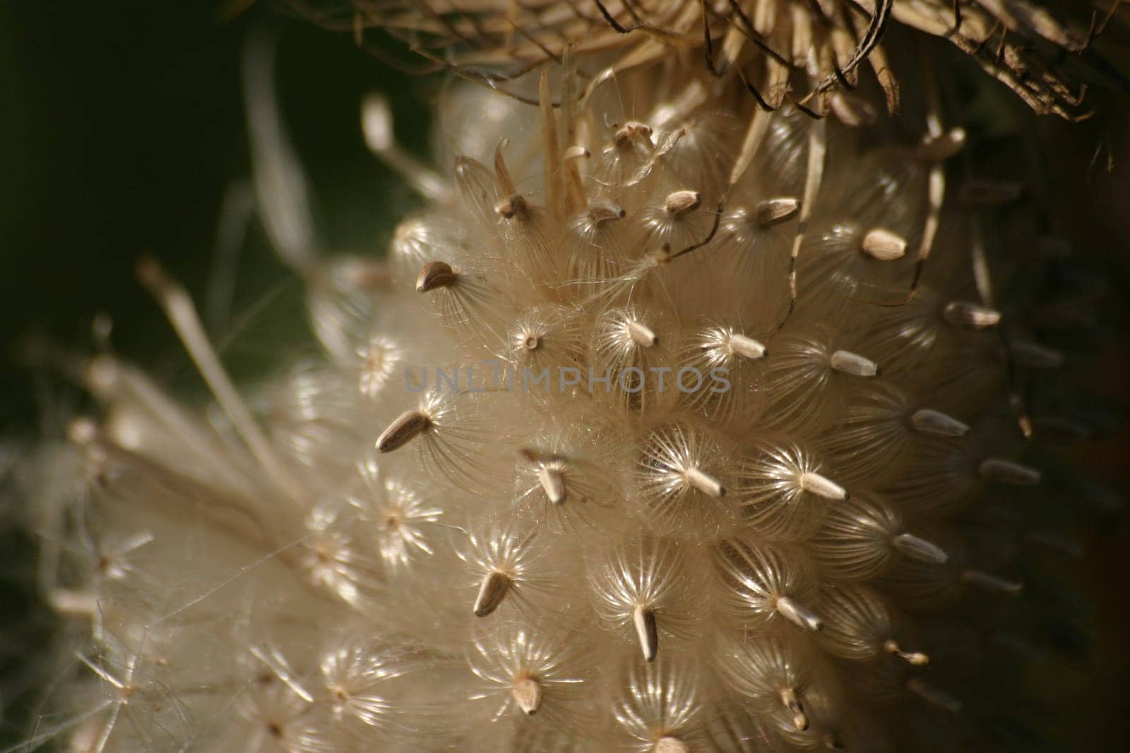 Seed Macro