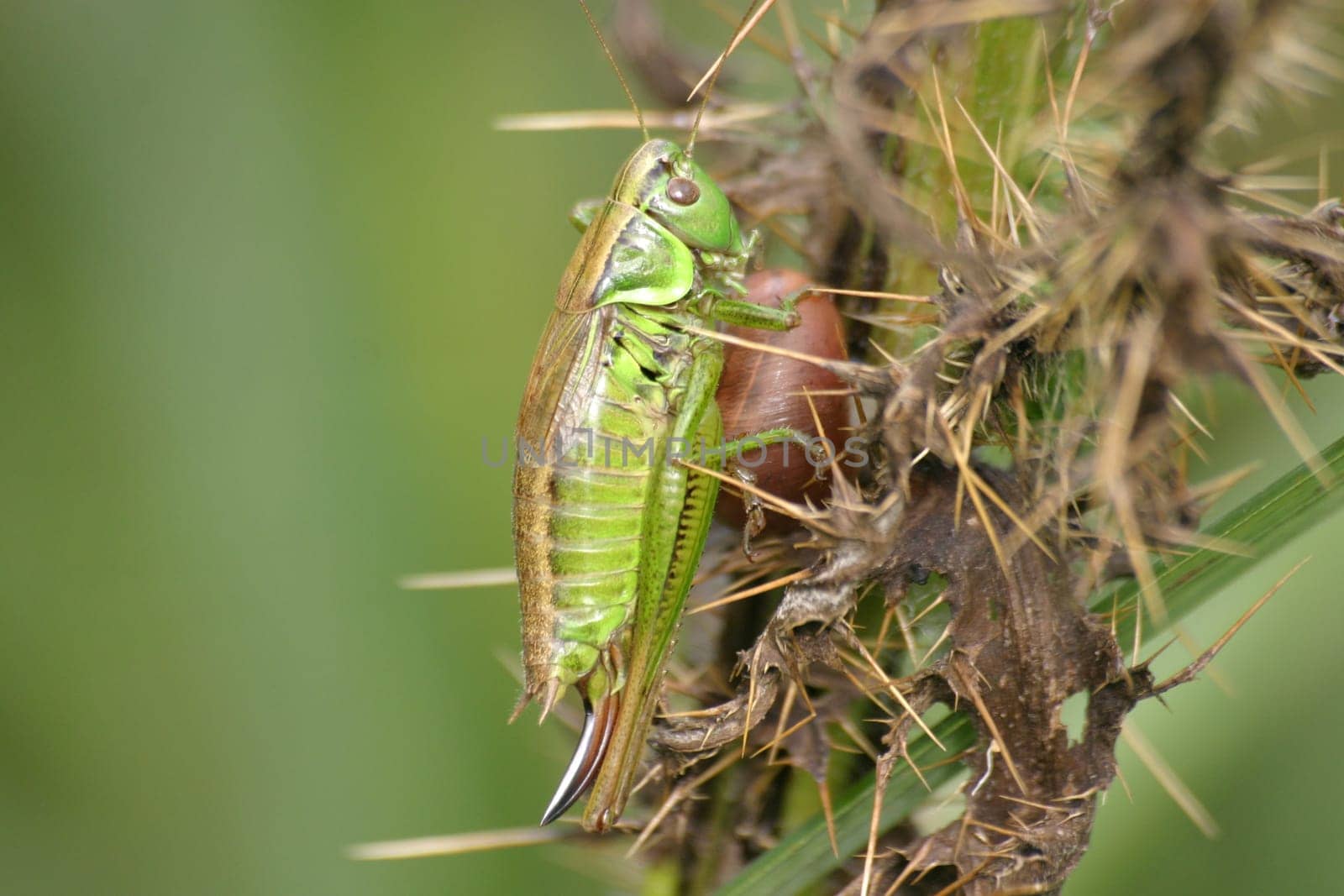 Warty biter on thistle