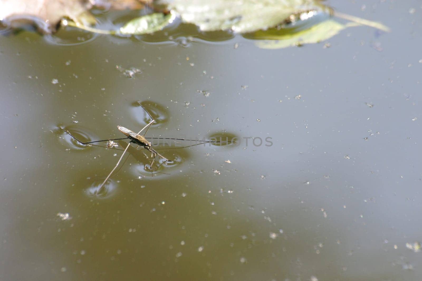 Aquatic insect