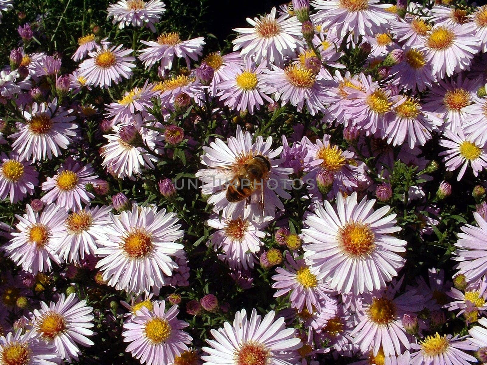 Flowers with insect