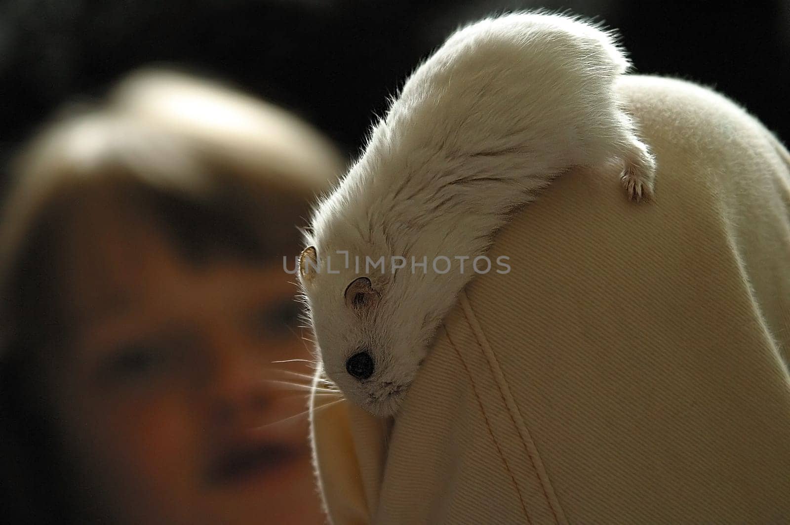 The hamster goes on a hike April 2005