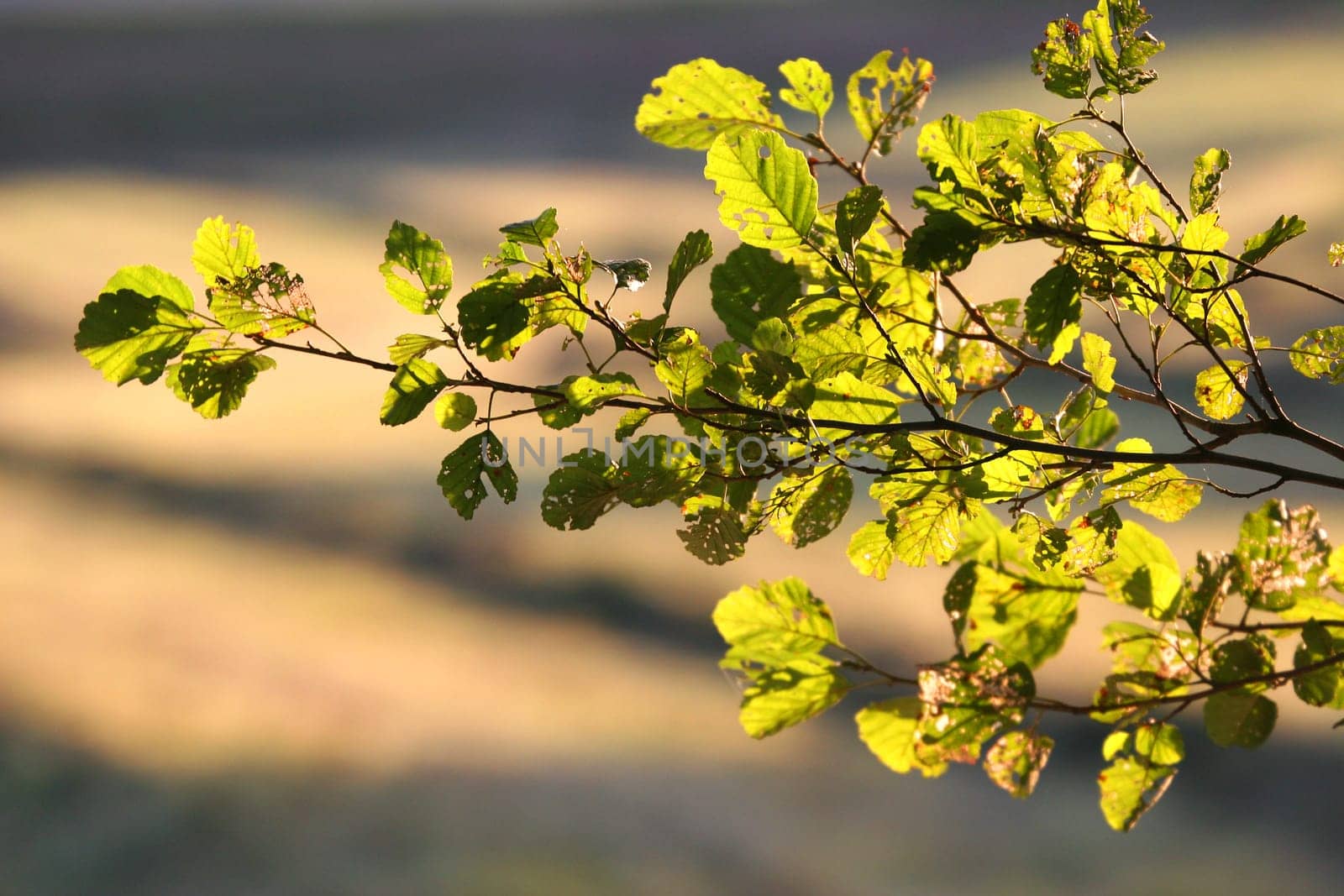 the evening sun