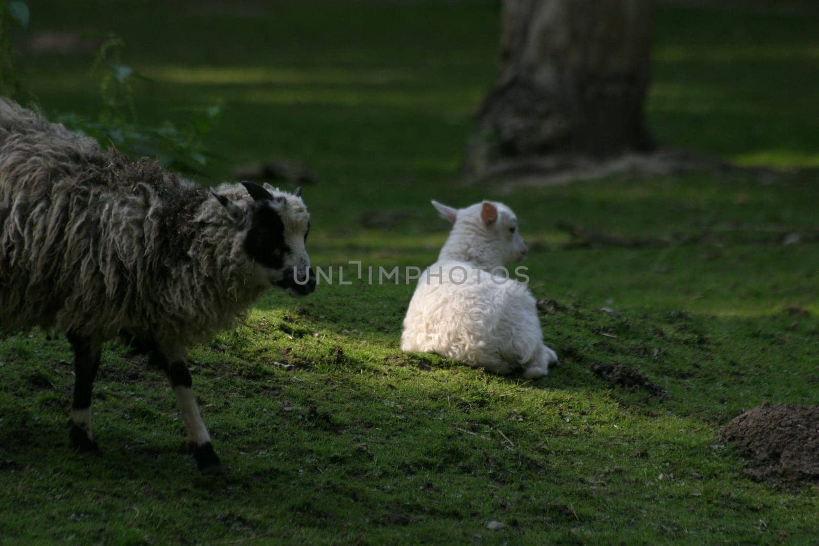 Spotlight on lamb
