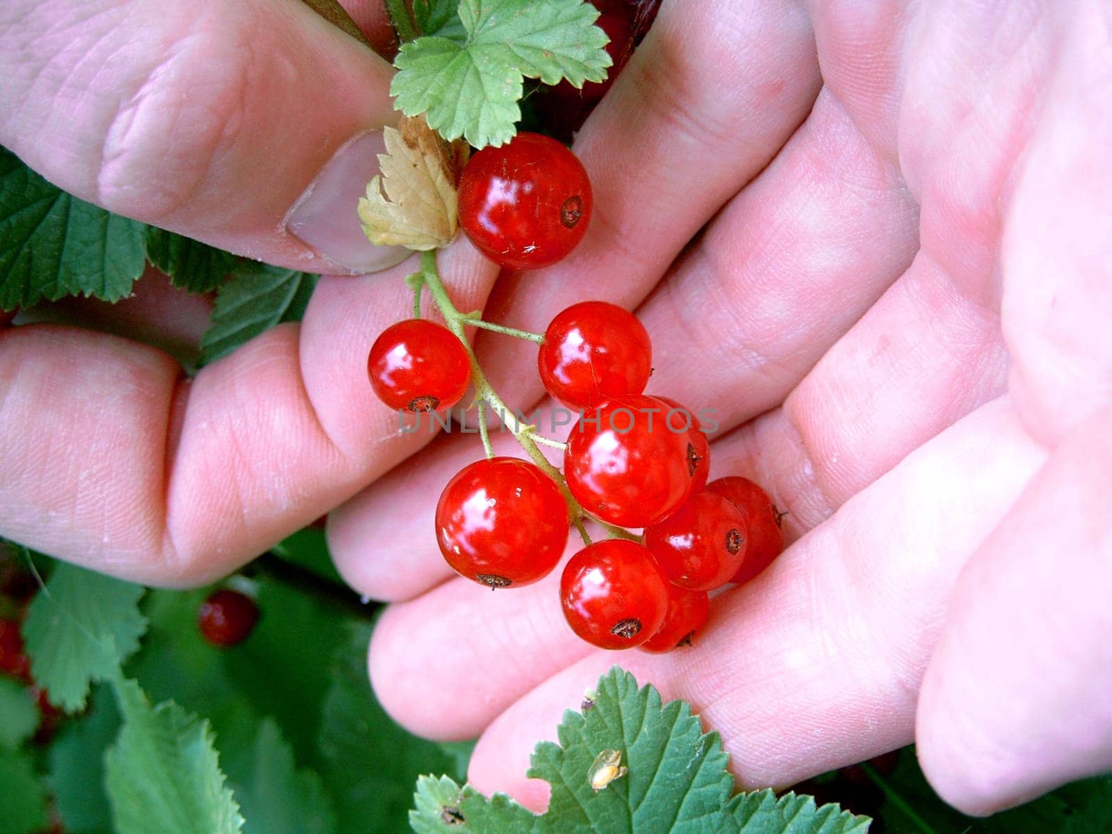 Red currants - harvest