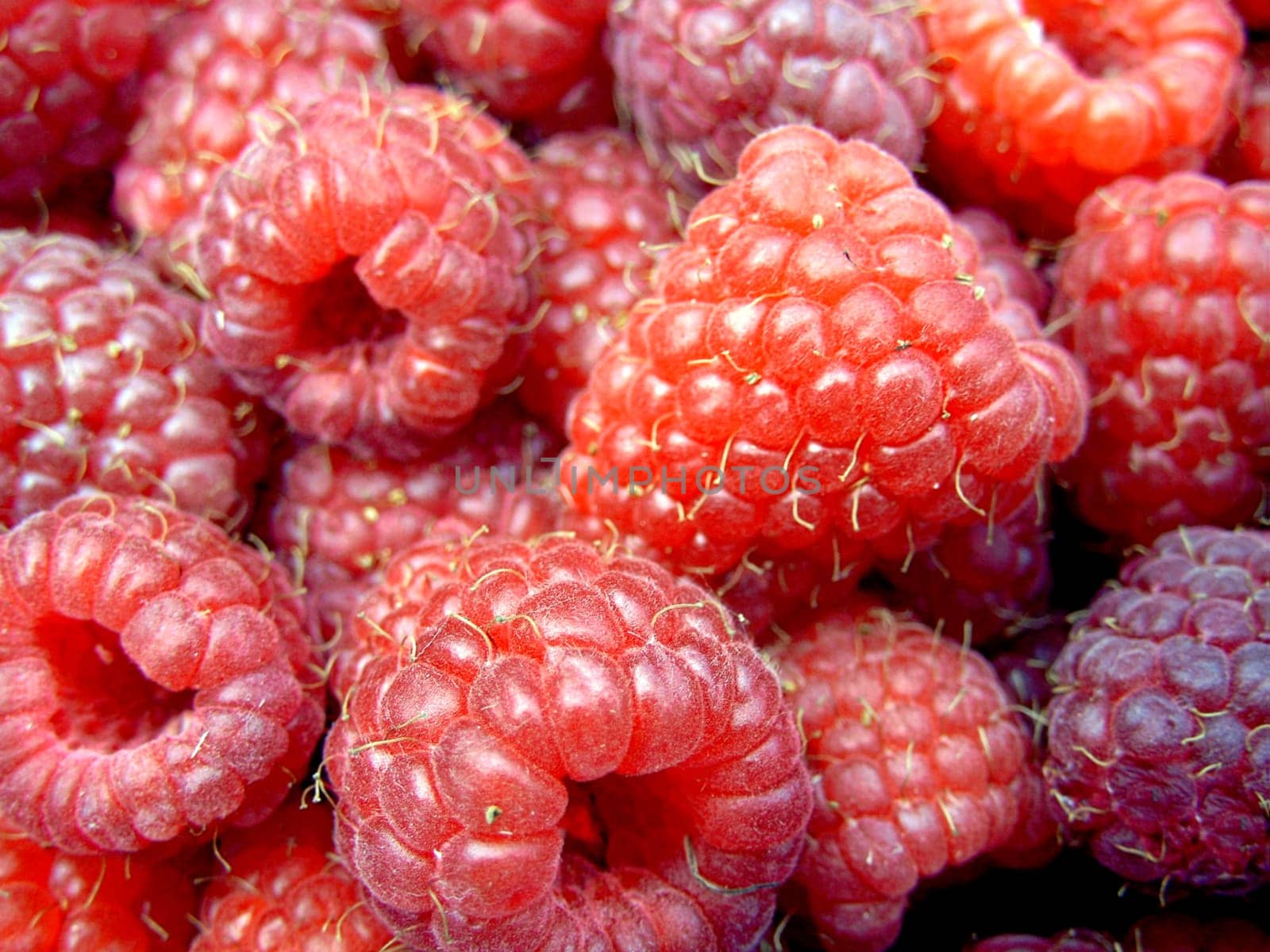 The name of the raspberry (derived from the Old High German name Hintperi) is derived from the Old Norse and Anglo-Saxon word hind (doe),meaning berry of the doe. The Latin name Rubus &q