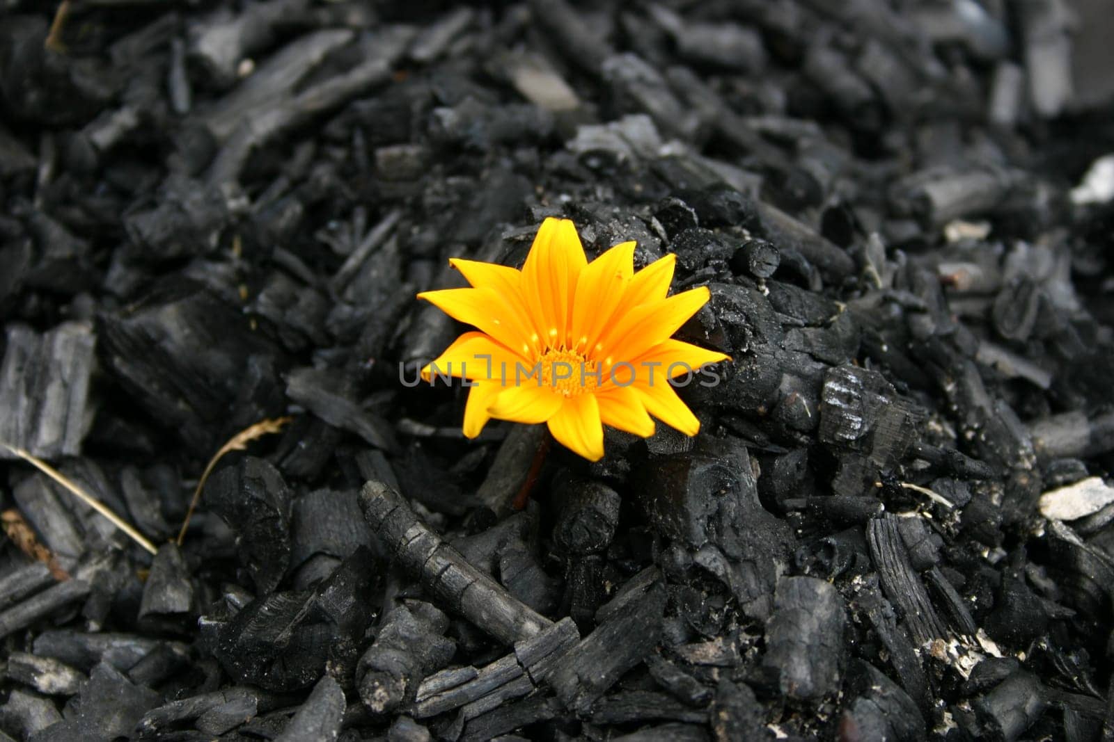 the beginning of a new life