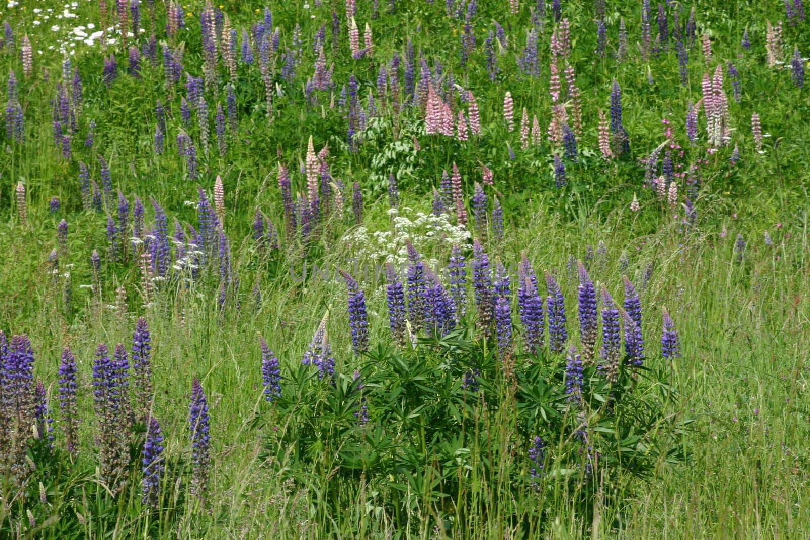 Lupins