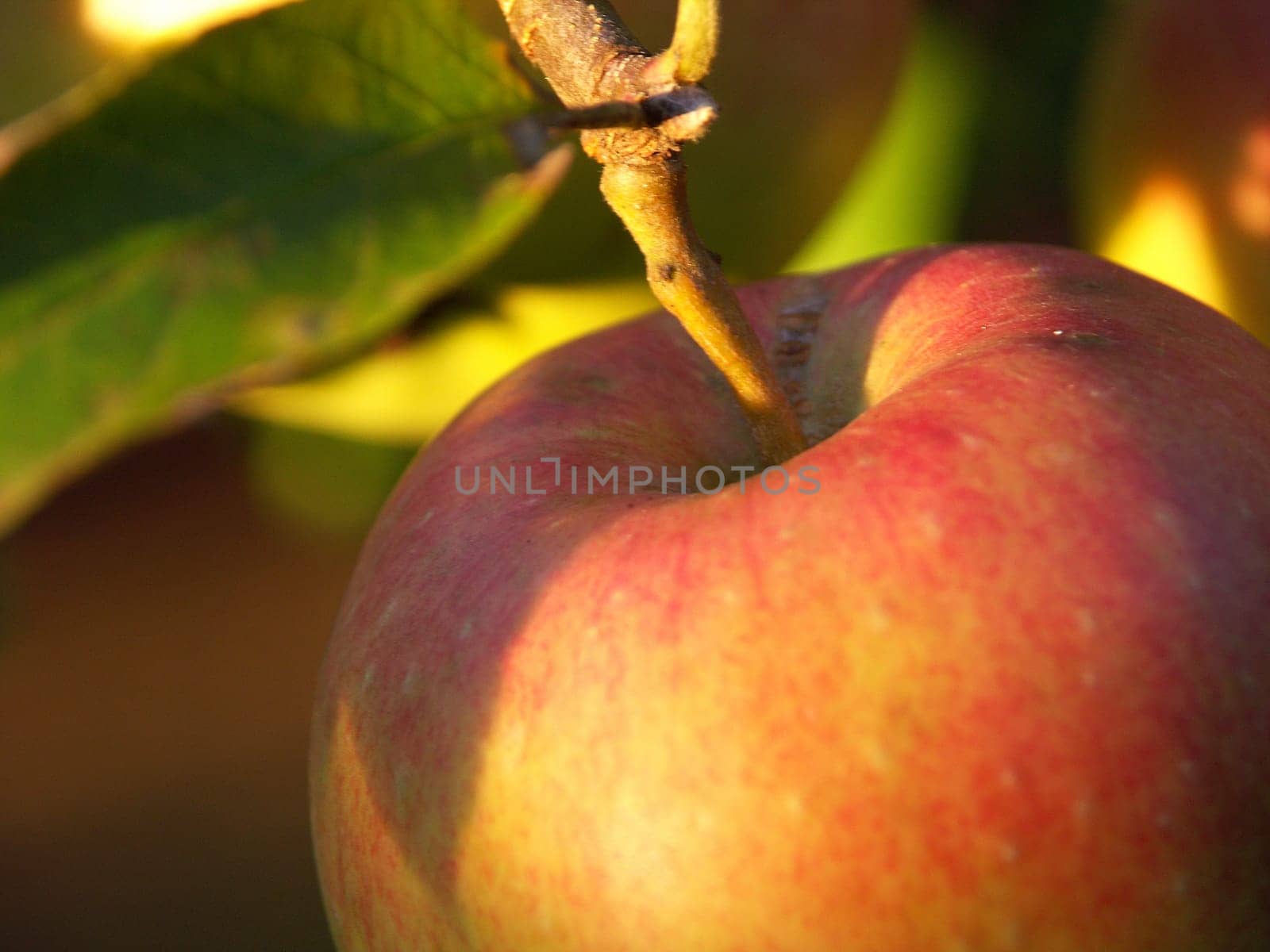 ripe apples