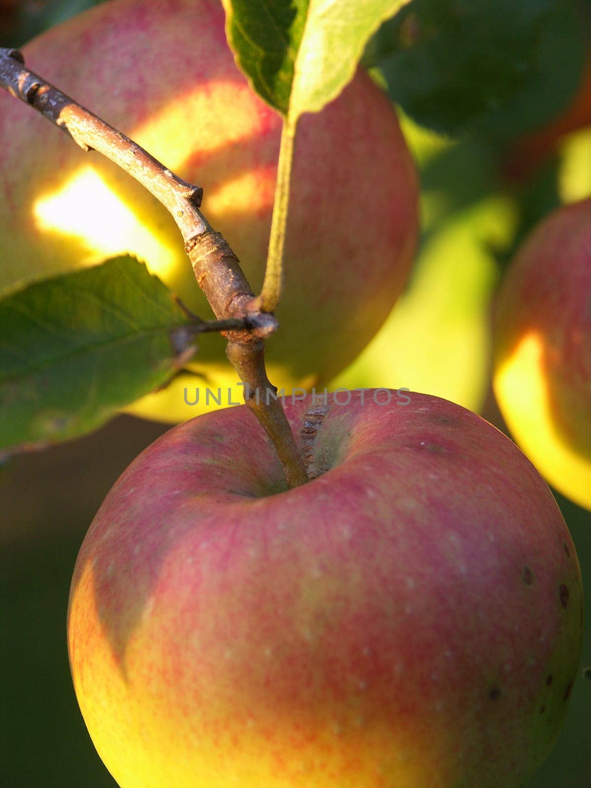 Apples II