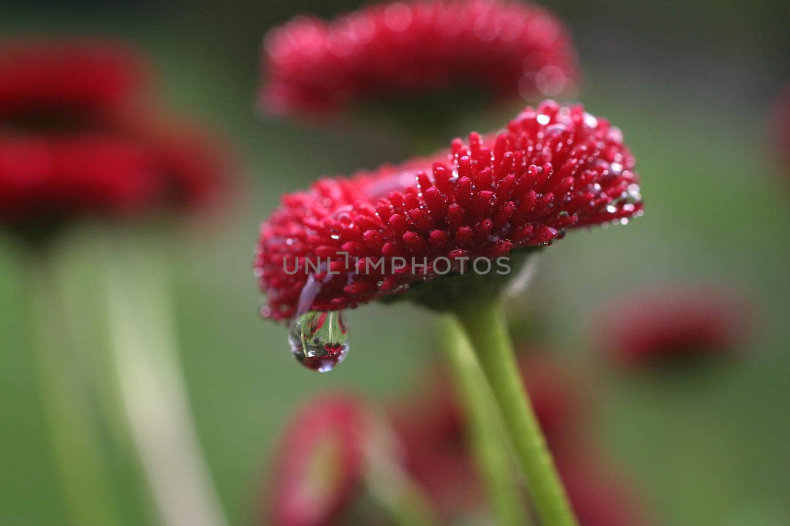 Bellis