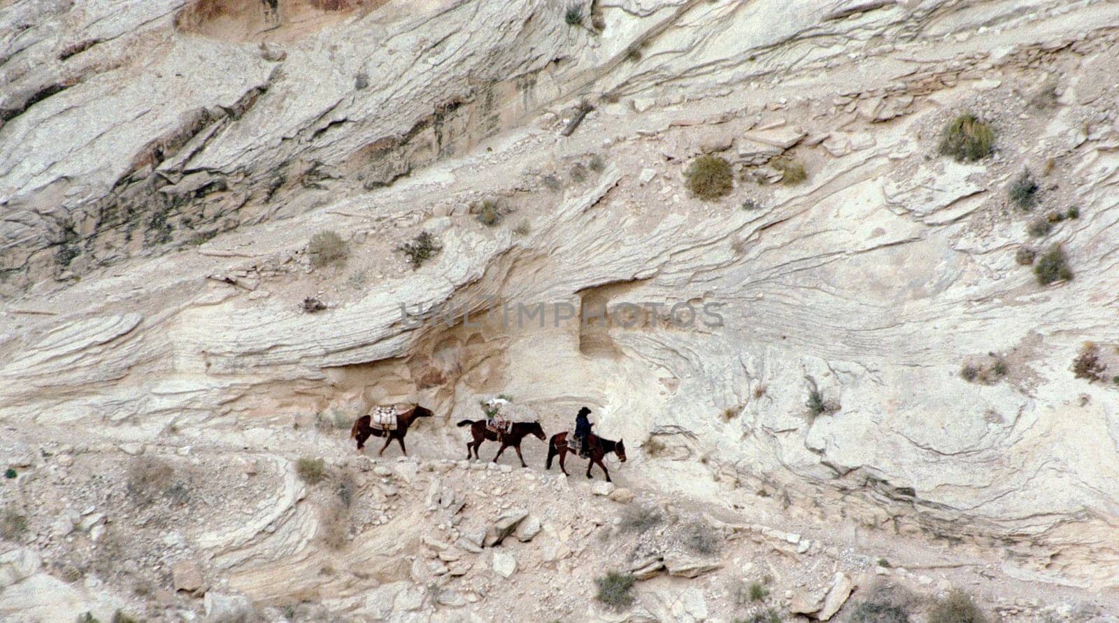 Horses of burden
