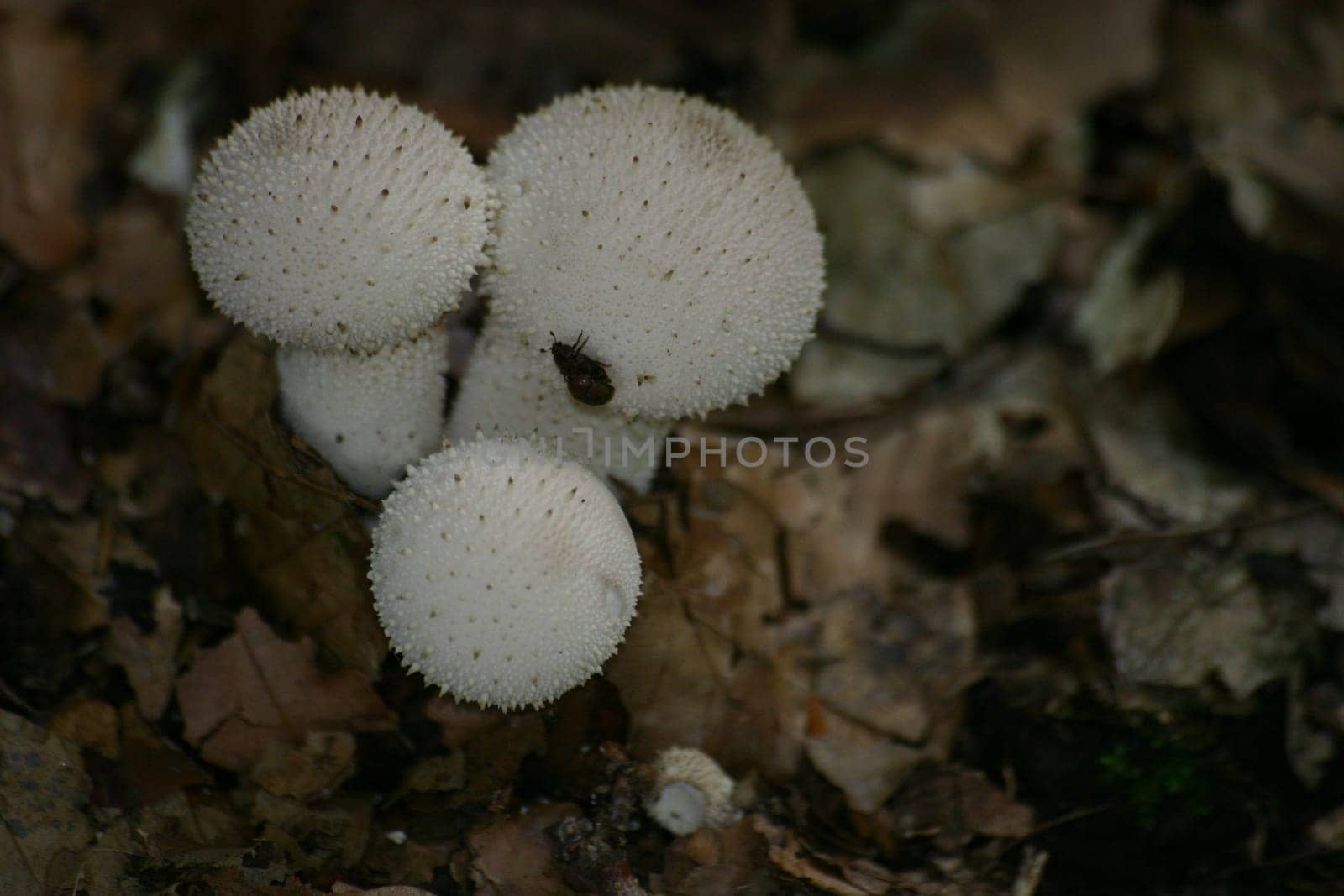 Prickly mushrooms