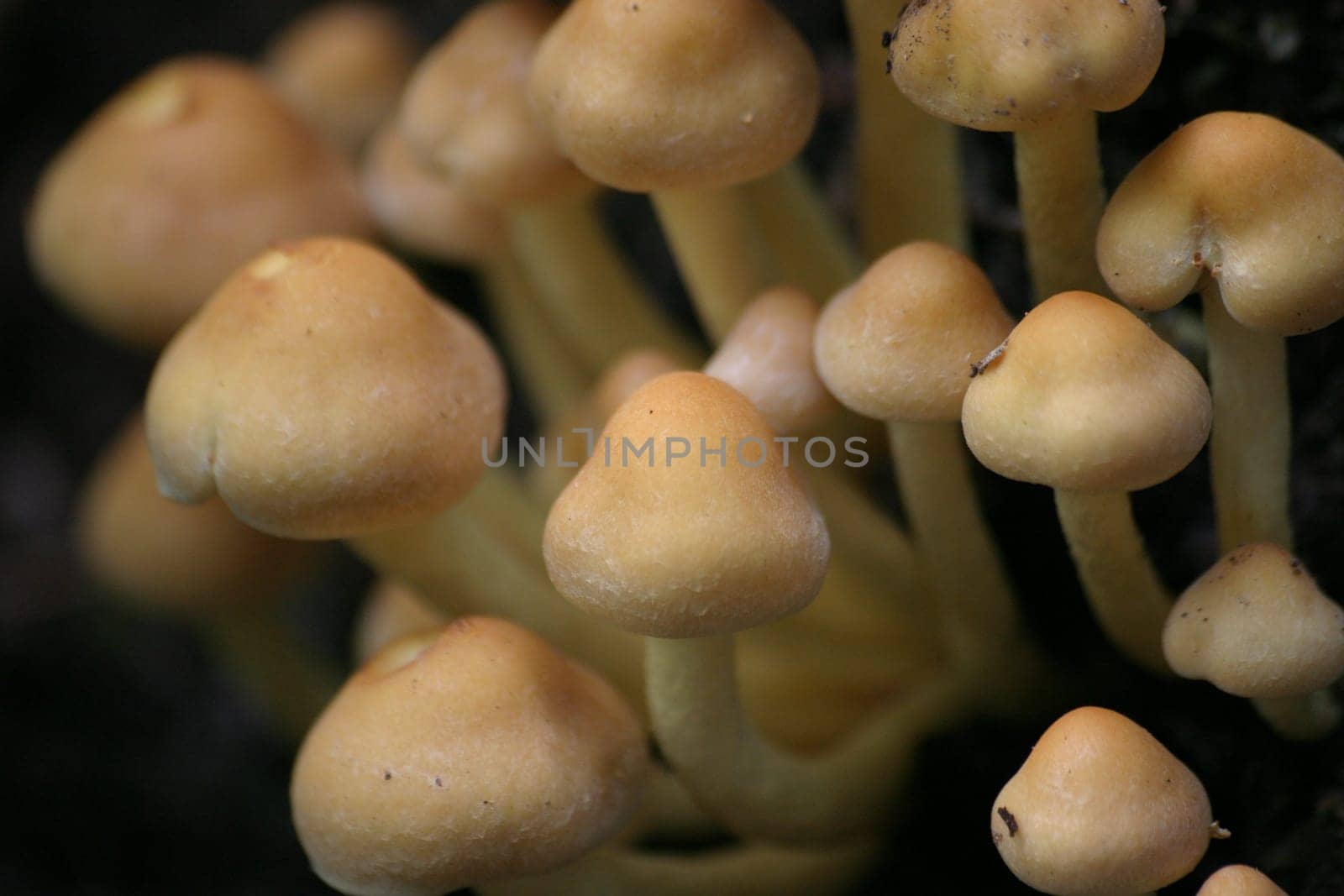 Even more mushrooms...