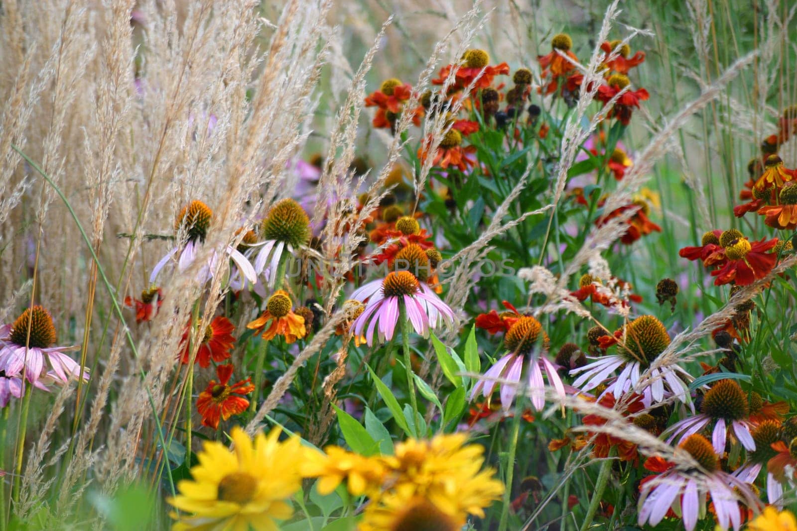 Flowers in the evening (end of summer)