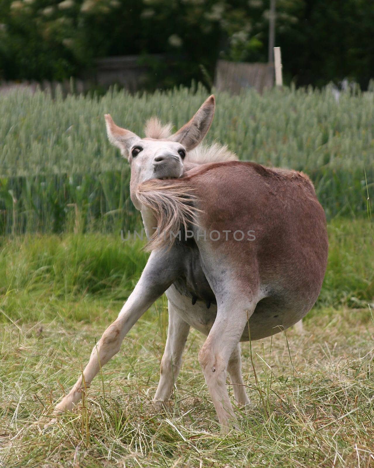 someone should say again that donkeys are not flexible -))