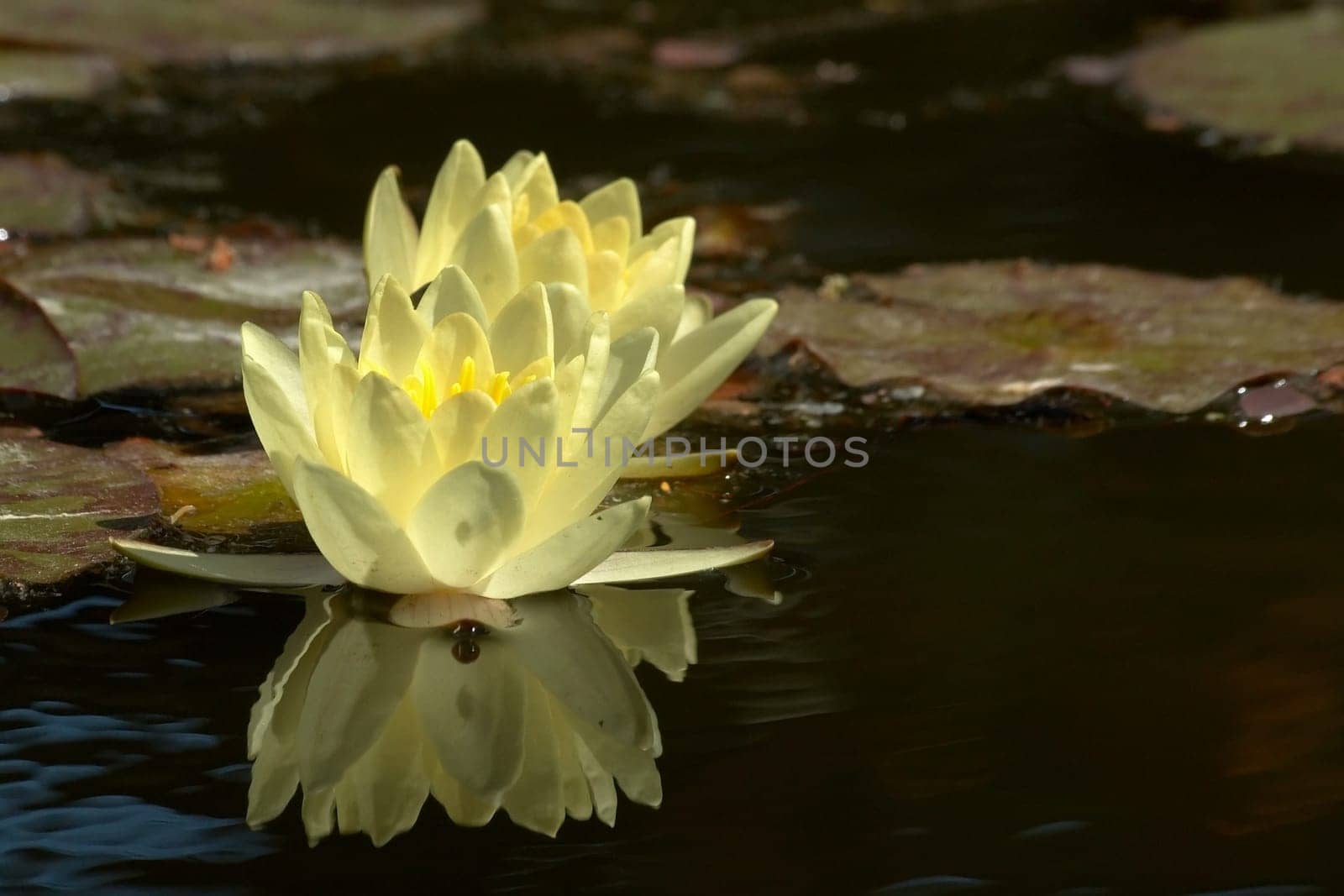at the water lily pond (3)