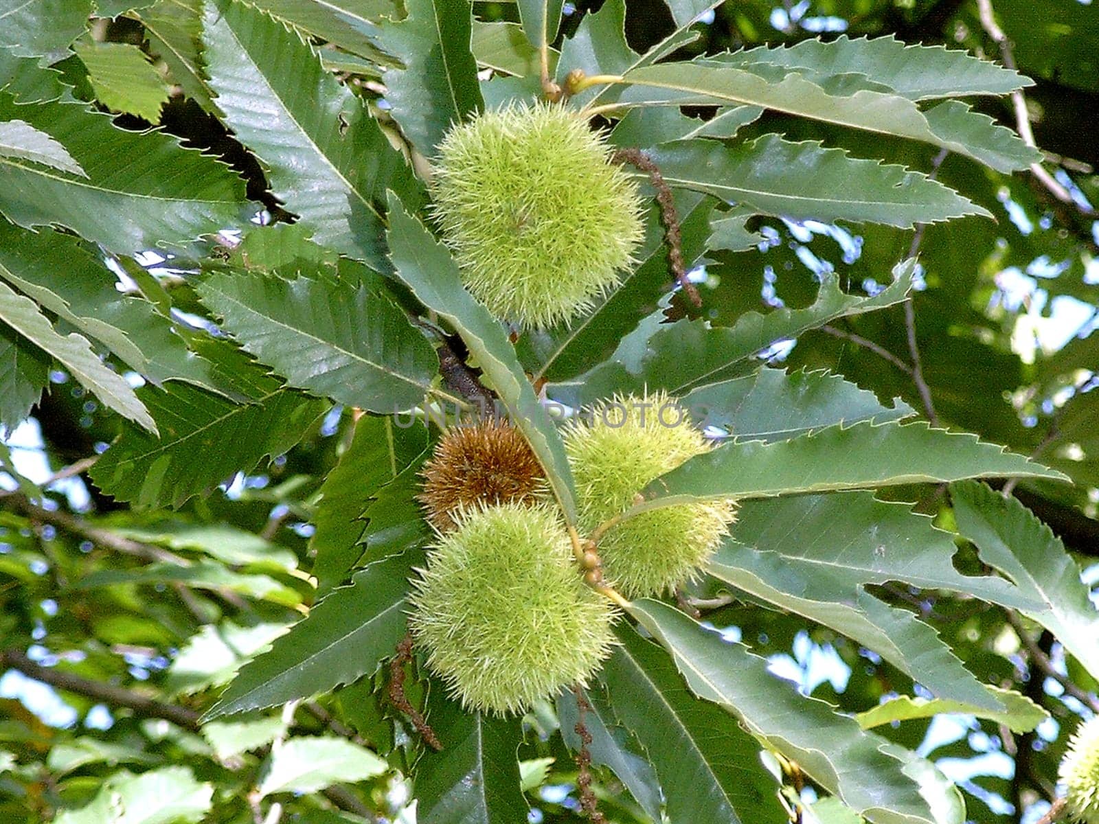 Sweet chestnuts can reach an age of over 1,000 years. In the open field,the sweet chestnuts bloom for the first time at an age of 20 to 30 years. The first fruit yields can be expected after 20 years. The nut-like fruits are edible and are used as a whole.