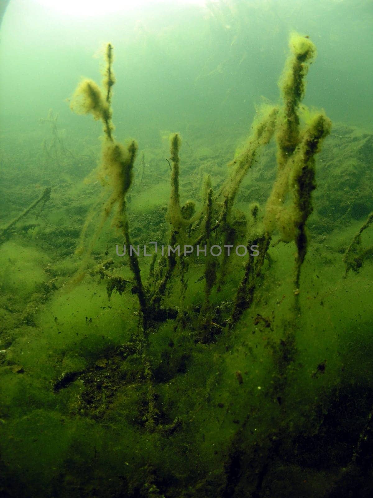 Morning mood in the sunken photo hunting ground