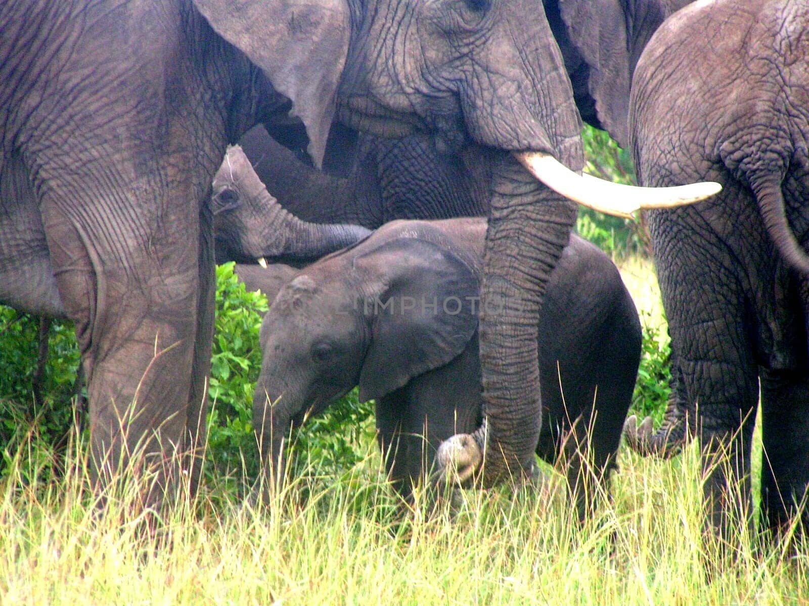 Maternal instinct