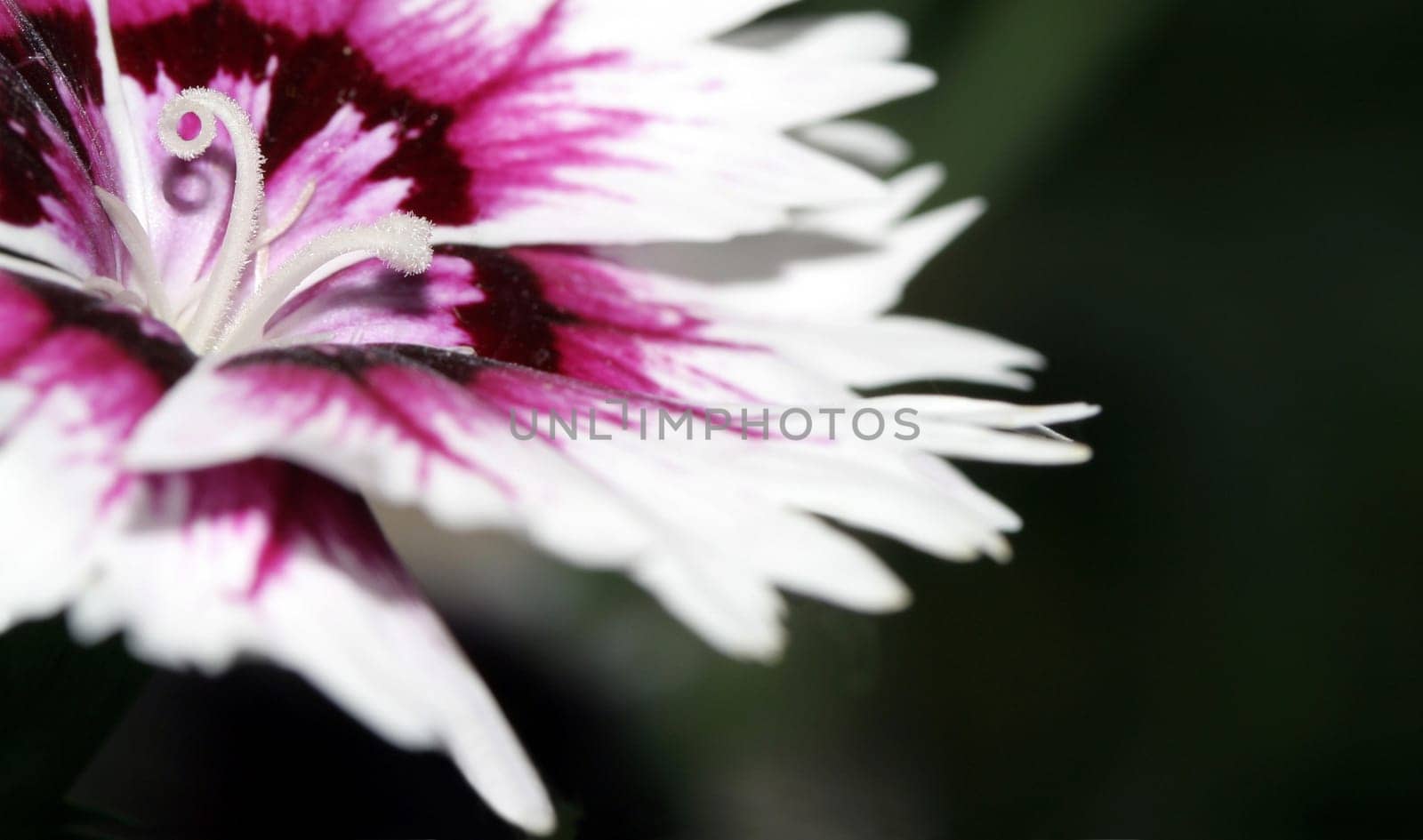 Carnation II