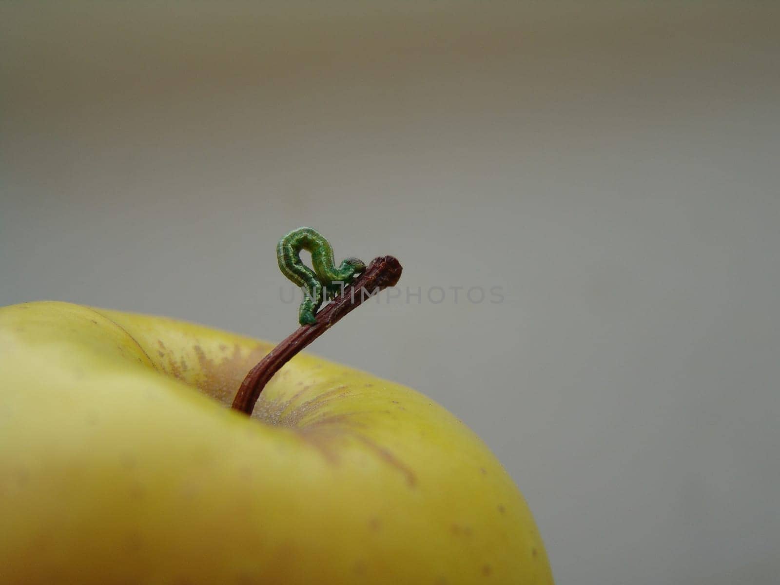 A small caterpillar