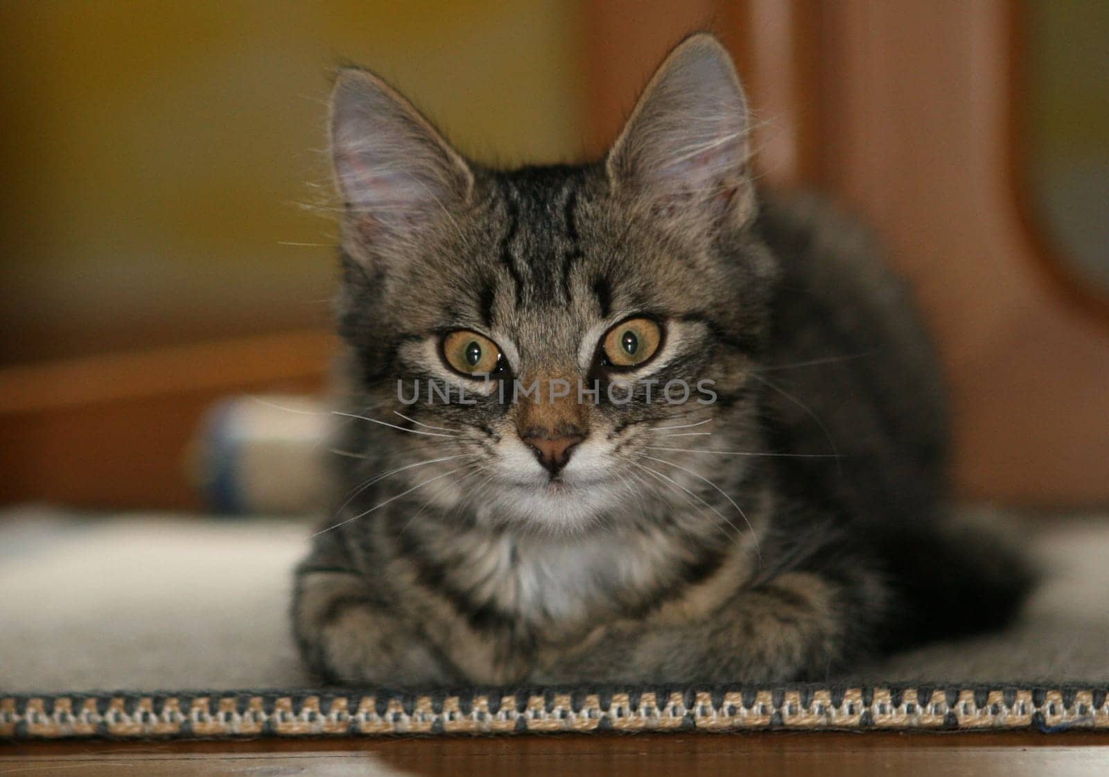 Our new little cat. We found him near our property when he was very small,the mother was probably run over by a car. He has now settled in well.