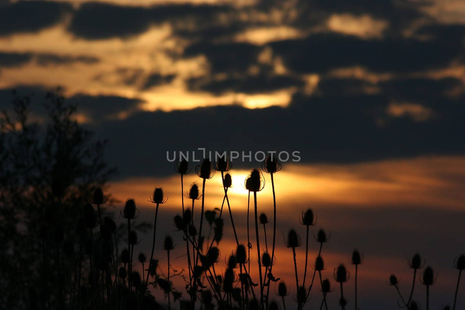 In the evening at the lake