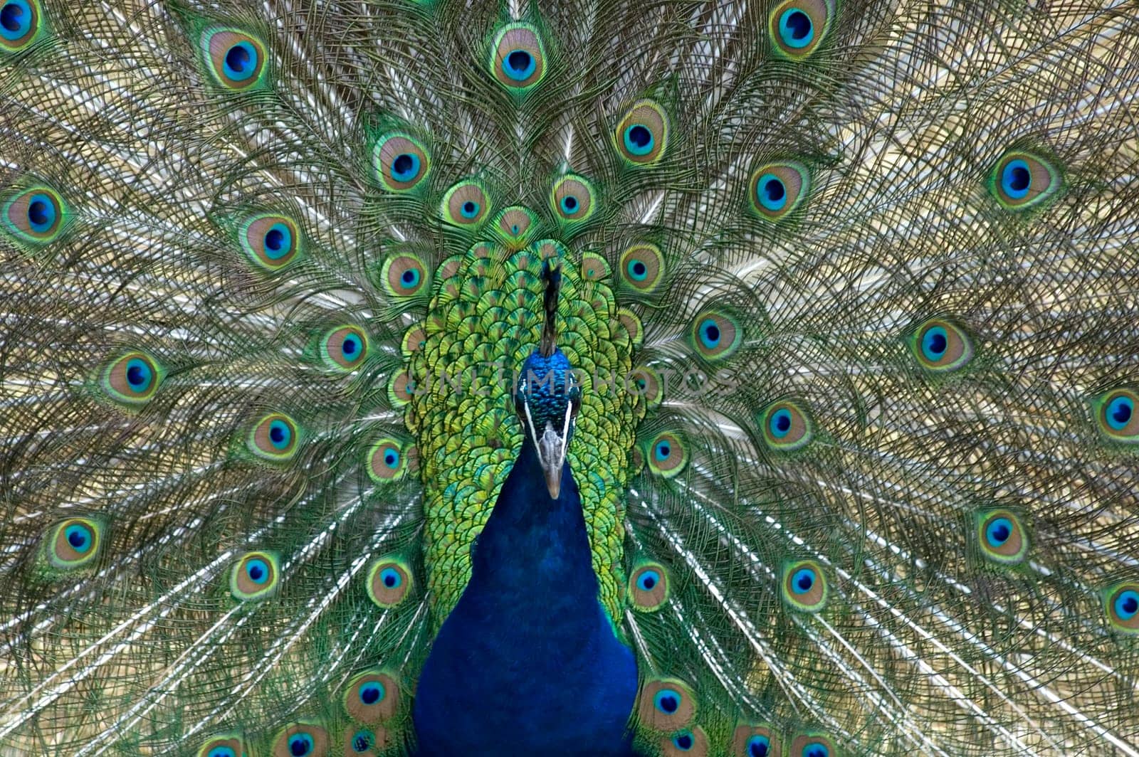 Pfau / Peacock