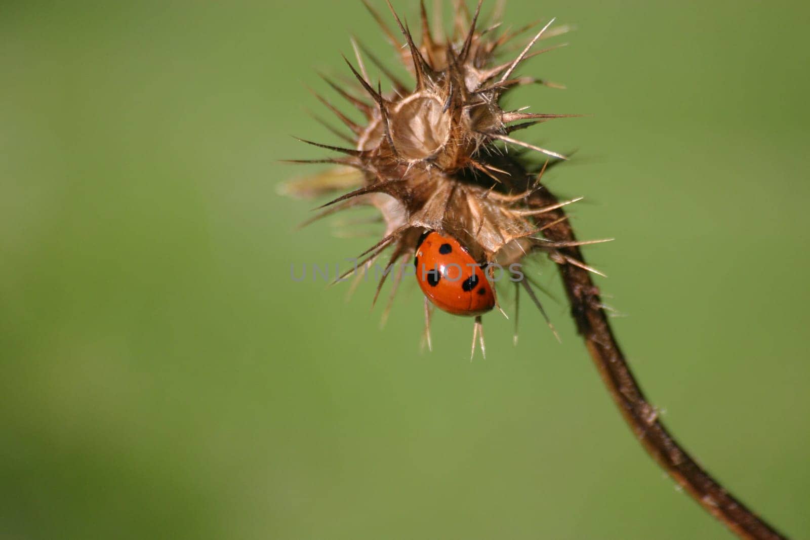 Seven-point on thistle